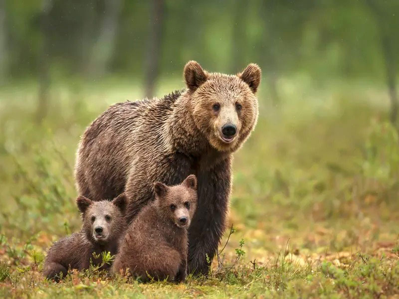 خرس قهوه‌ای با دو توله‌اش