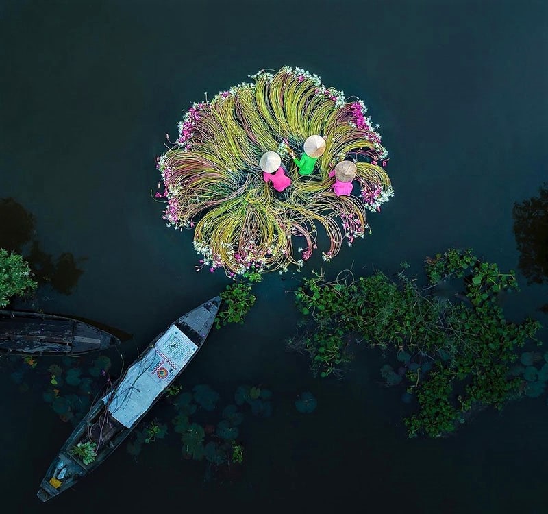 عکس هوایی از دست چین کردن گل‌ها در ویتنام