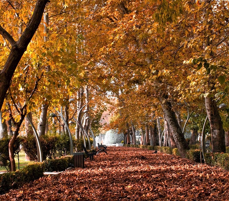 درختان پاییزی در پارکی در تهران