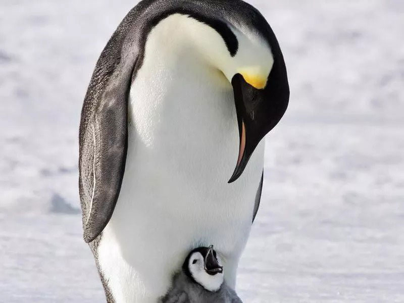 پنگوئن امپراتور و بچه‌اش