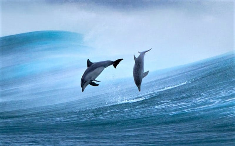 عکس از شیرجه دو دلفین