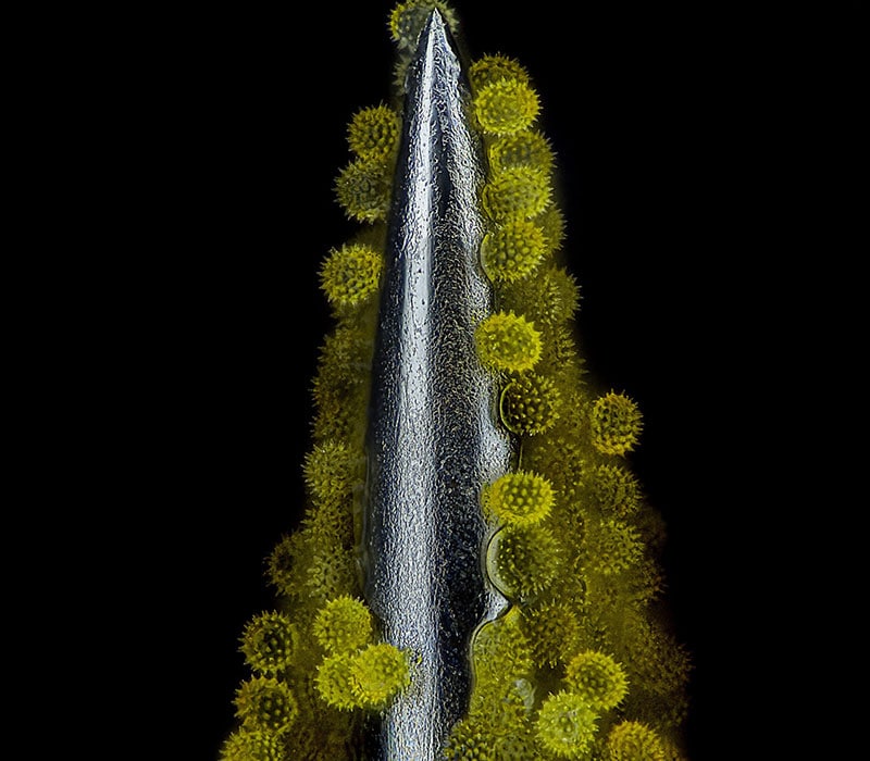تصویر میکروسکوپی از گرده گل آفتابگردان روی سوزن