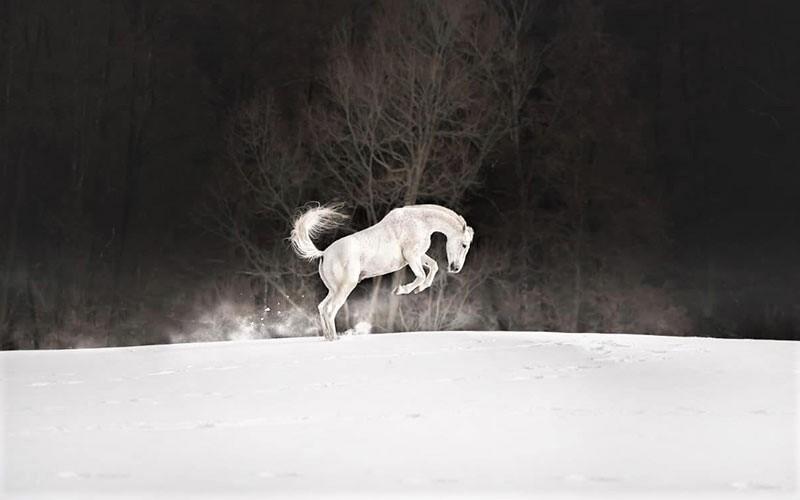 تصویر یک اسب در هوای برفی