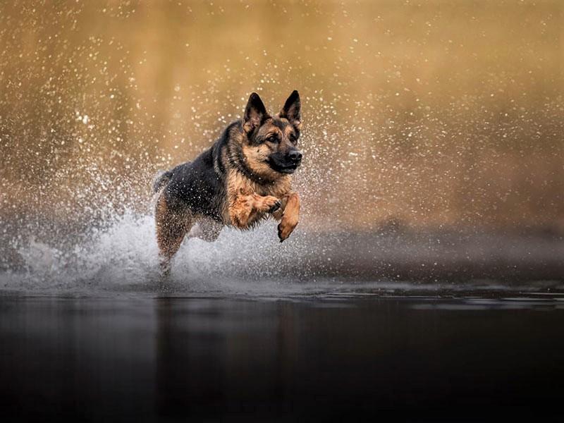 سگی در حال دویدن در رودخانه