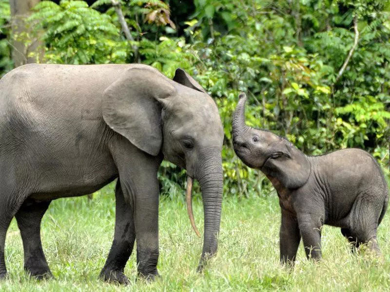بازی بچه فیل با مادرش