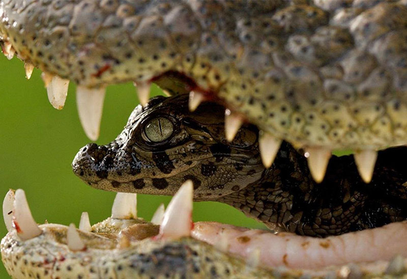 بچه تمساح در دهان مادر