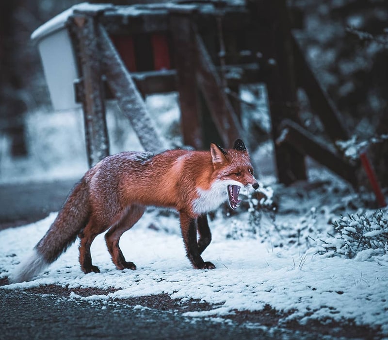 روباه در حال خمیازه در فنلاند