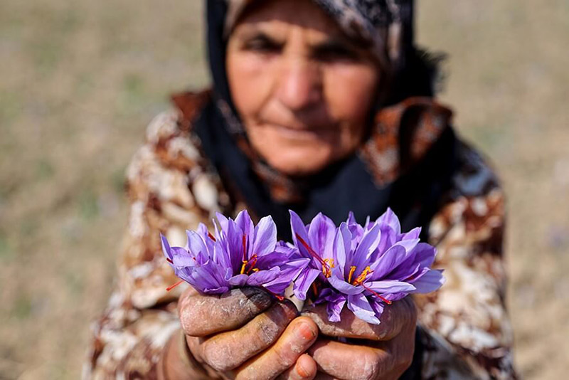 گل‌های زعفران در دست یک پیرزن