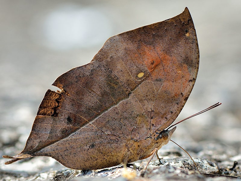 پروانه برگ بلوطی هندی به شکل برگ خشکیده