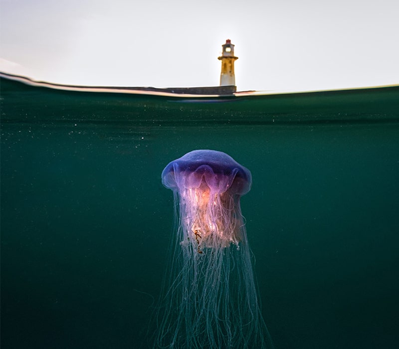 عکس عروس دریایی در آب‌های بریتانیا
