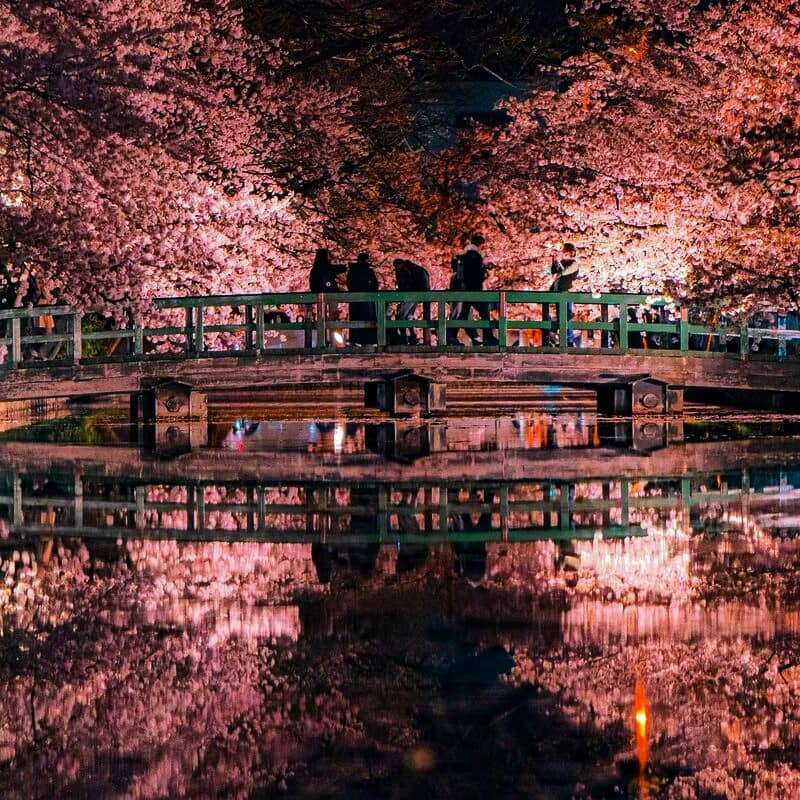شکوفه‌های گیلاس در فصل بهار ژاپن
