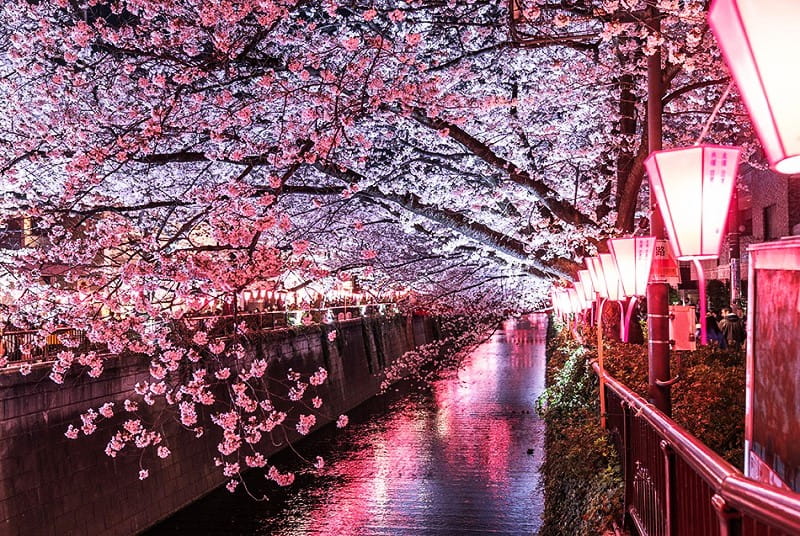 شکوفه های گیلاس در ژاپن، منبع: go tokyo