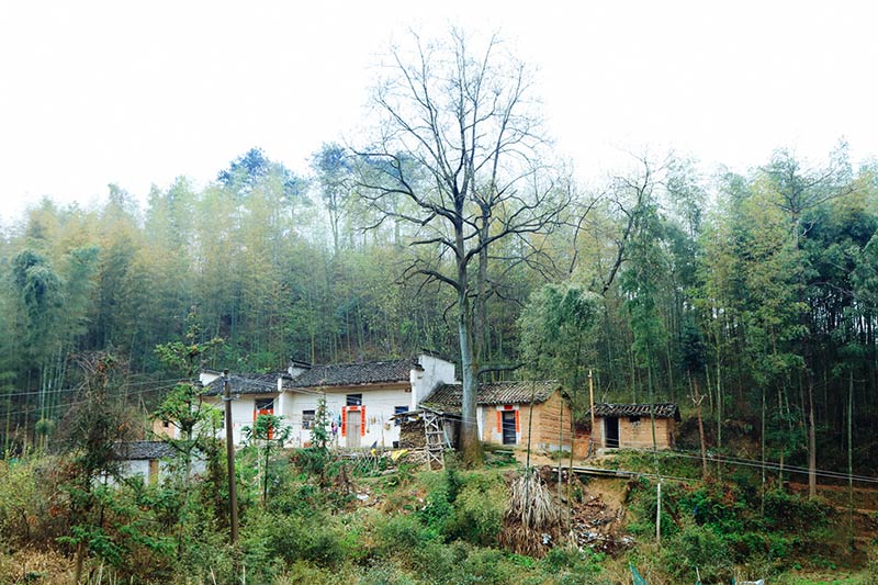 خانه هایی میان جنگل در دهکده های چینی
