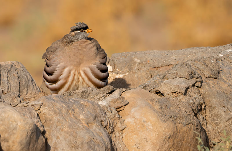 تصویر یک پرنده در پناهگاه حیات وحش میاندشت؛ منبع عکس: گوگل مپ؛ عکاس: اکبر نعمتی