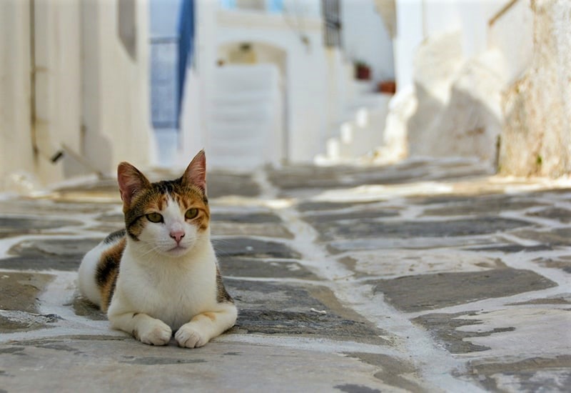 یک گربه در کوچه‌های جزیره پاروس، منبع عکس: unsplash.com، عکاس: david griffin
