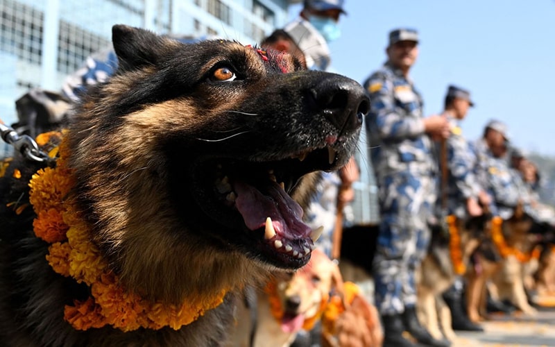 سگ پلیس در مالزی