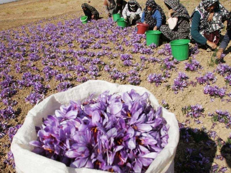 برداشت زعفران توسط زنان روستایی