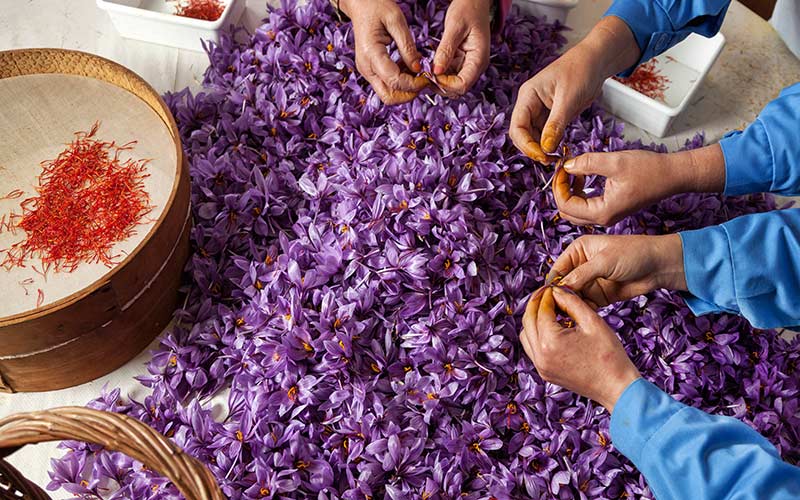 دست‌هایی در حال پاک کردن گل زعفران