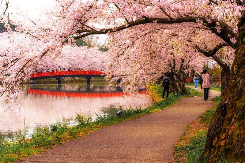 شکوفه‌های درختان گیلاس در ژاپن