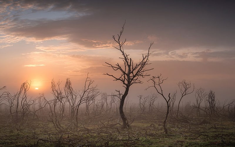 درختان خشکیده در بریتانیا