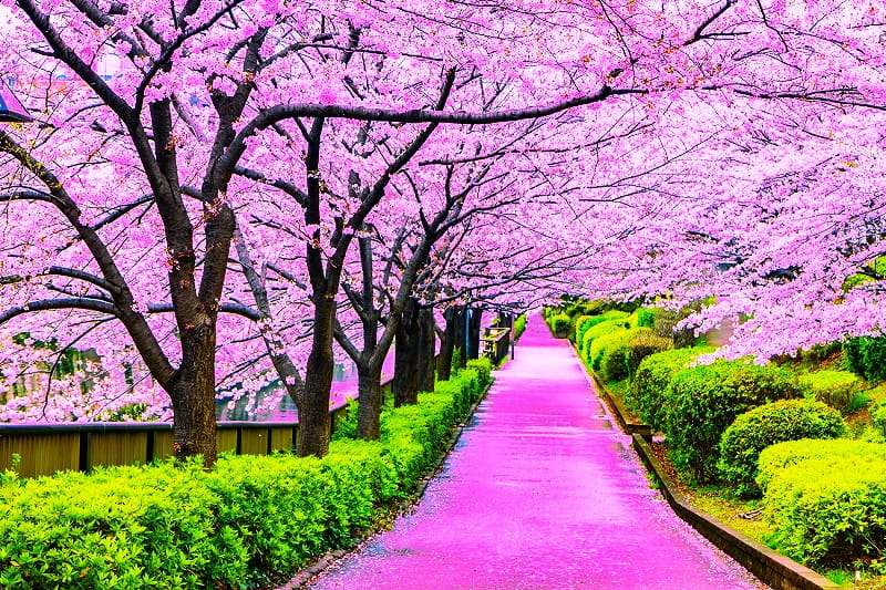 درختان شکوفه گیلاس در ژاپن، منبع: kcp international