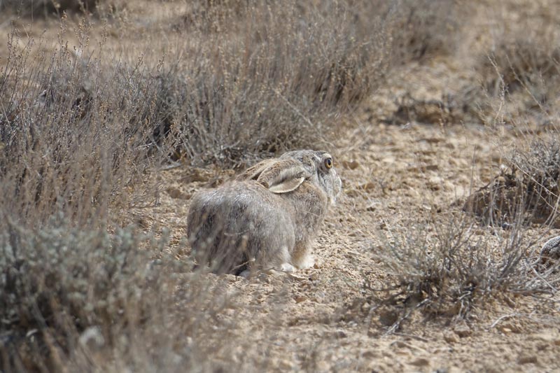یک خرگوش وحشی در پناهگاه حیات وحش میاندشت؛ منبع عکس: گوگل مپ؛ عکاس: شهاب چراغی