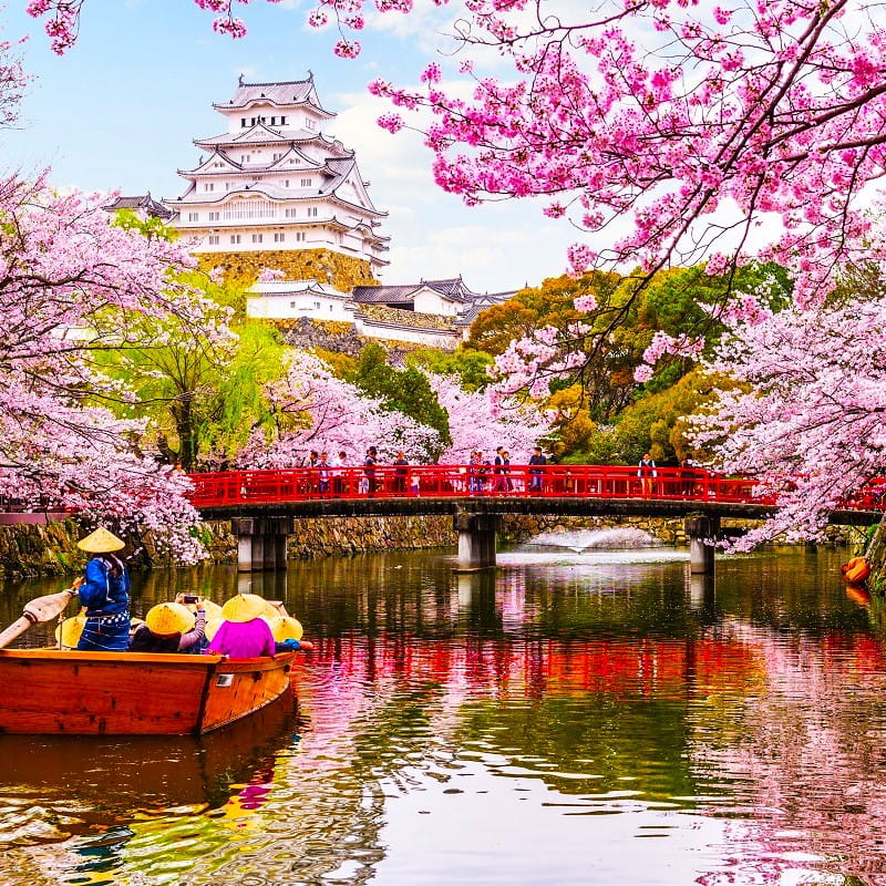 تماشای شکوفه های گیلاس در ژاپن، منبع: travelawaits