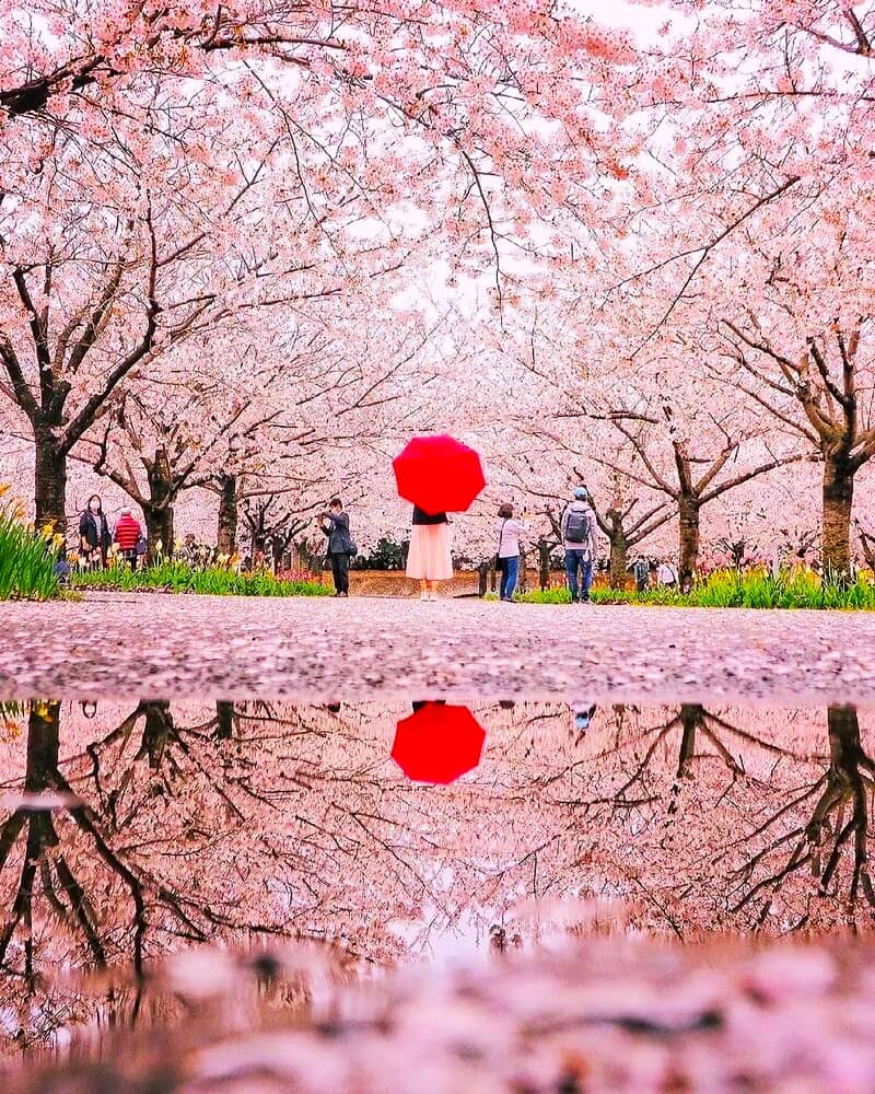 تماشای شکوفه‌های درختان گیلاس در ژاپن
