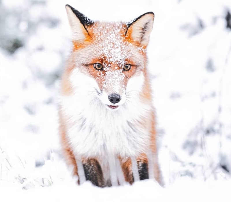 روباه در طبیعت فنلاند