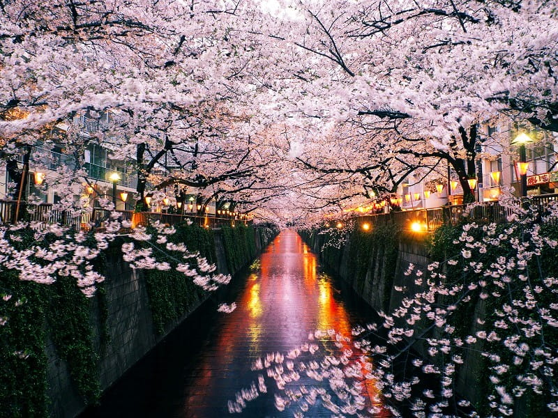 شکوفه های گیلاس ژاپن، منبع: cntraveler