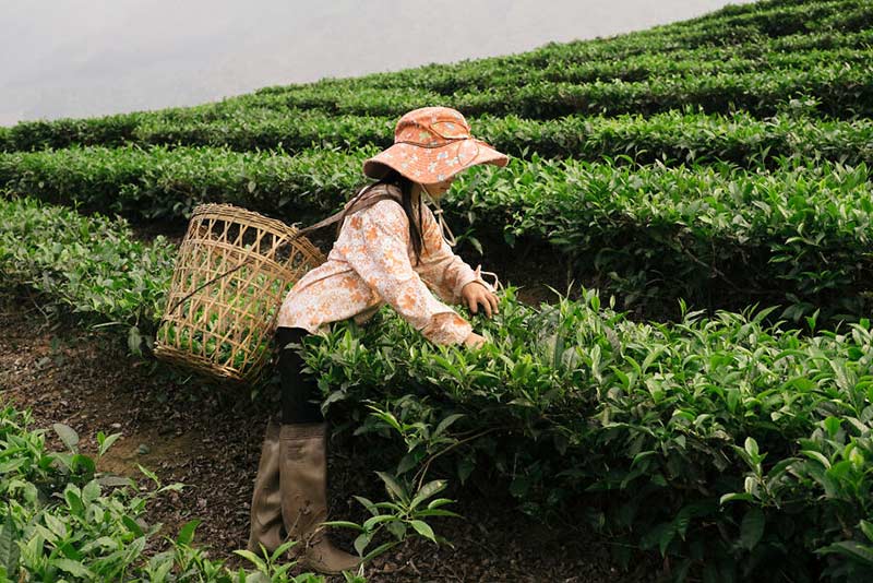 زن ویتنامی در حال چیدن چای از مزرعه