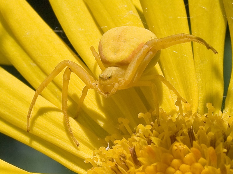 عنکبوت خرچنگی طلایی روی گل زرد