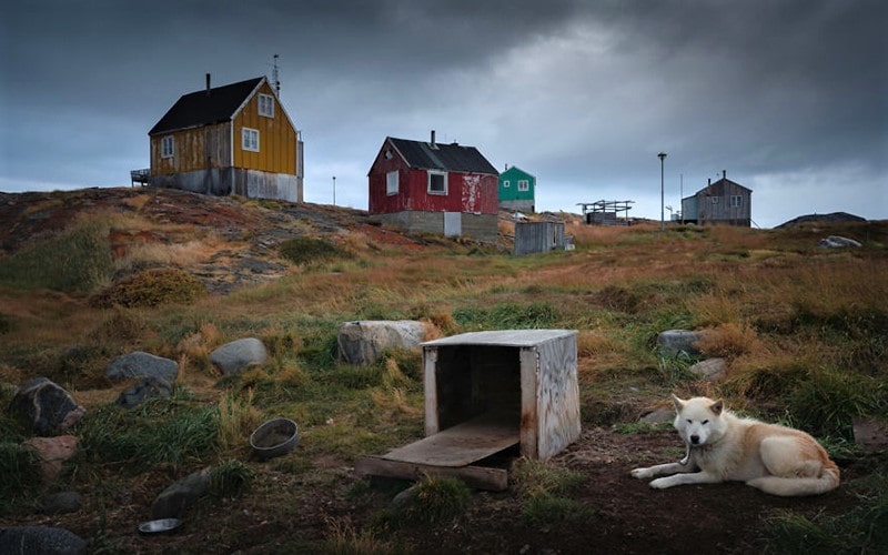 سگ سفیدرنگی در نزدیکی خانه‌های گرینلند