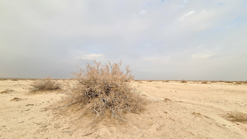 پوشش گیاهی محدود در دشت کویر ایران؛ منبع عکس: ویکی مدیا؛ عکاس: مصطفی معراجی