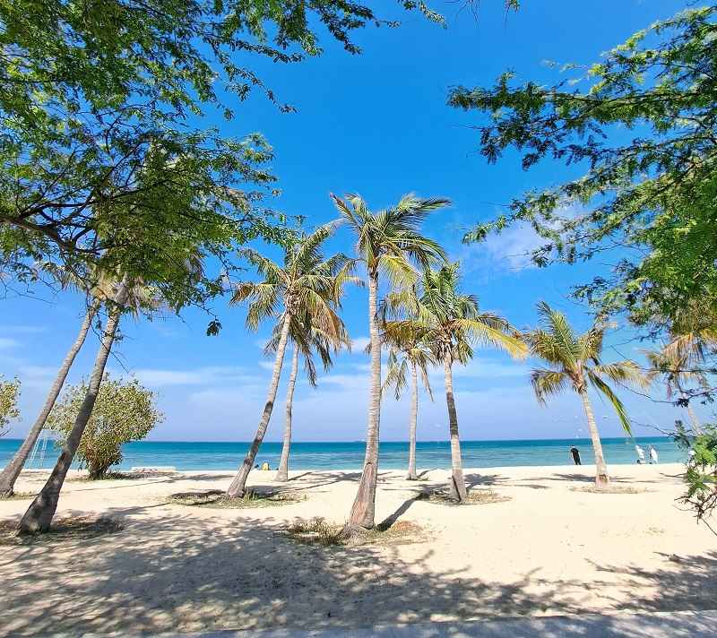 ساحل درختان نارگیل؛ منبع عکس: گوگل مپ؛ عکاس: Kamran Heidari