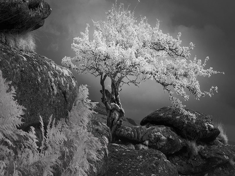 عکس سیاه و سفید از تک درختی در بریتانیا
