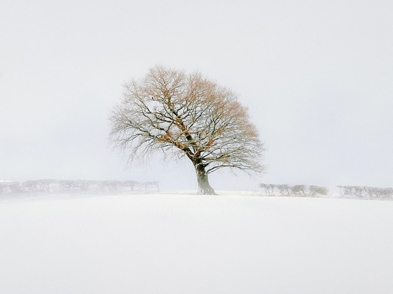 تک درختی در میان برف‌ها در بریتانیا