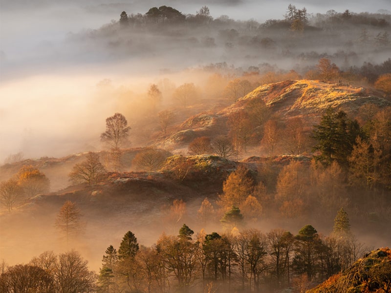 جنگل مملو از مه در بریتانیا