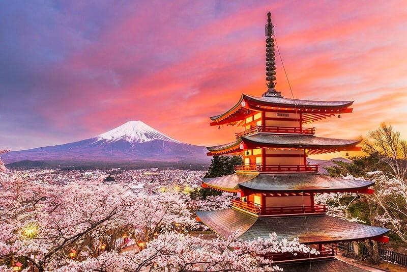 تماشای شکوفه های گیلاس در ژاپن، منبع: travel japanwith amnet