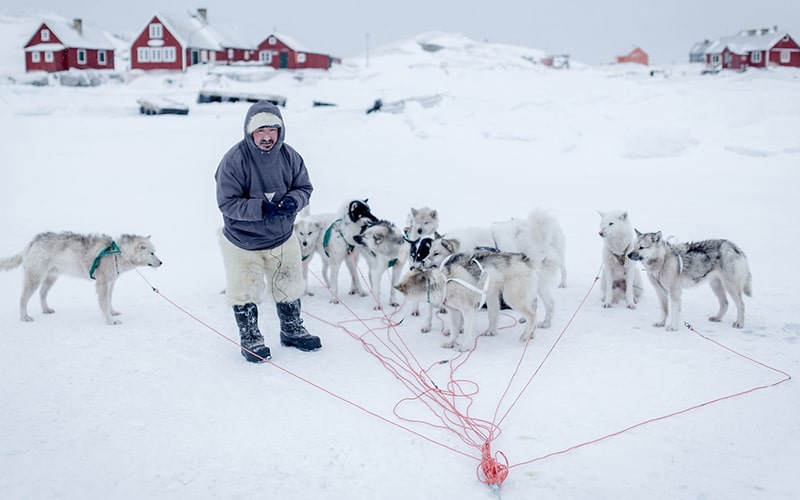 سگ‌های سورتمه در گرینلند
