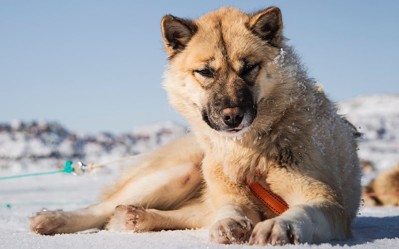 پرتره یک سگ در گرینلند