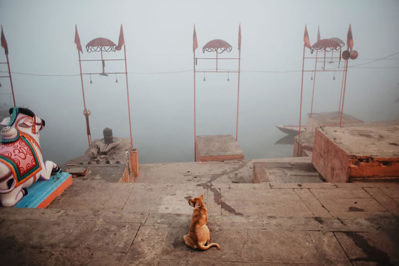 یک سگ جلوی یک رودخانه در هند