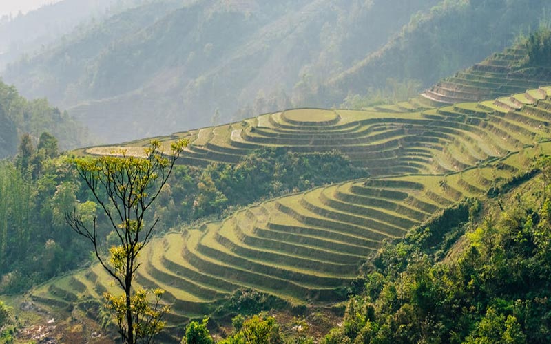 منظره‌ای از مزرعه چای در ویتنام
