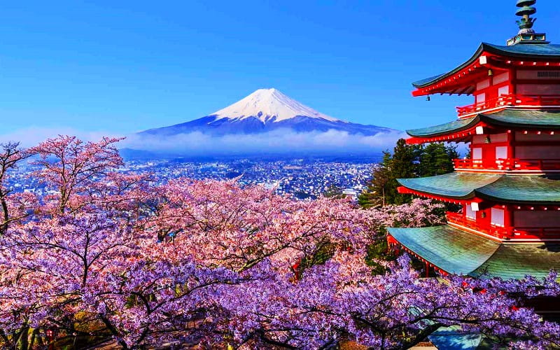 تماشای شکوفه های گیلاس در ژاپن، منبع: goodhousekeeping