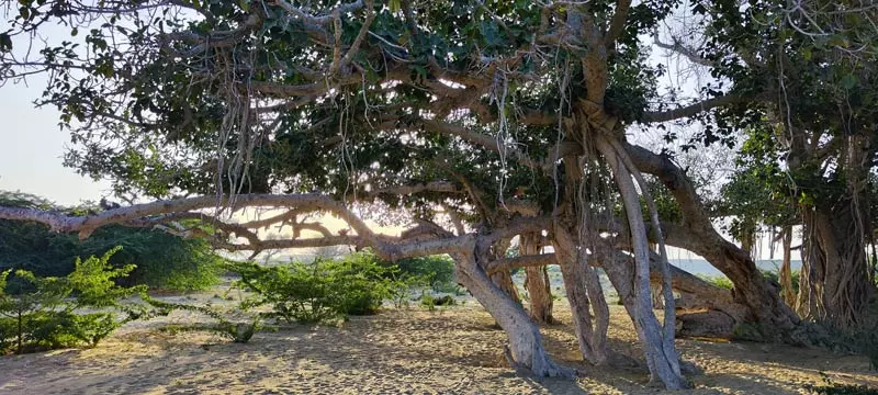 درخت مکرزن چابهار؛ منبع عکس: گوگل‌مپ؛ عکاس: مهدی کشاورز