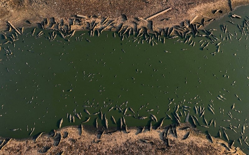 عکس هوایی از استراحت تمساح‌ها