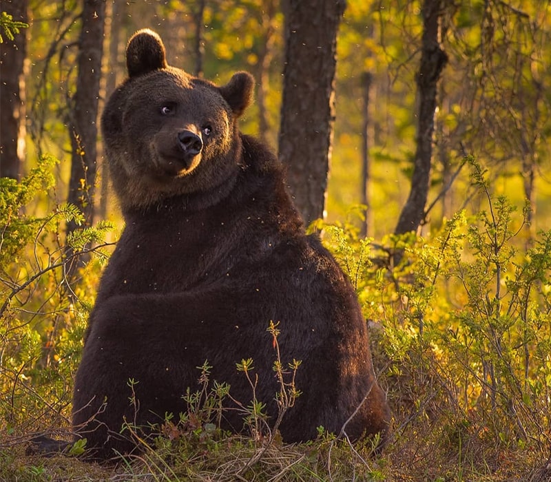 خرس قهوه‌ای در فنلاند