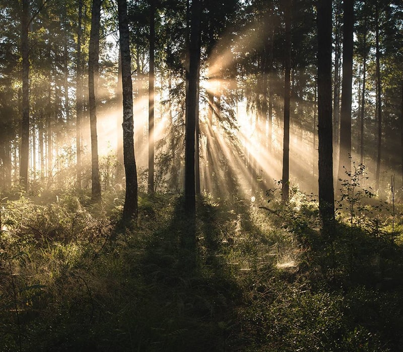 تابش نور خورشید از میان درختان جنگلی در فنلاند