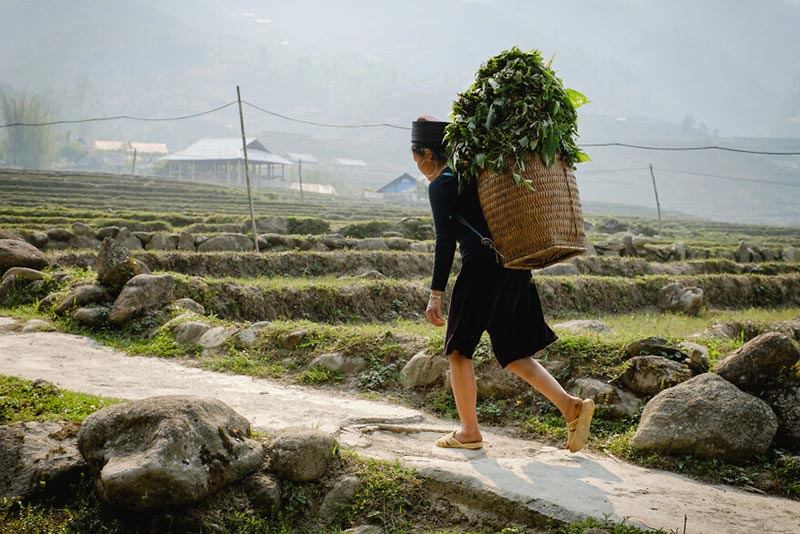 فردی در حال عبور از مزارع چای ویتنام