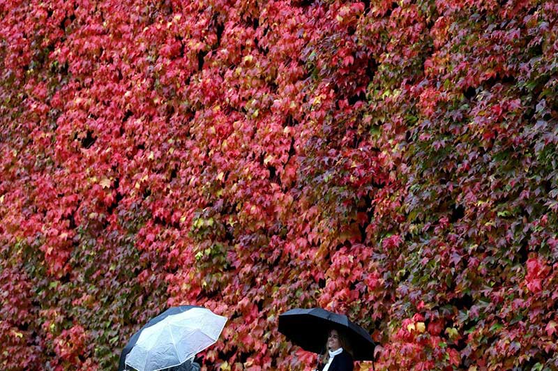 مردم در مقابل شاخ و برگ های پاییزی در لندن، خود را از بارش باران حفظ می کنند